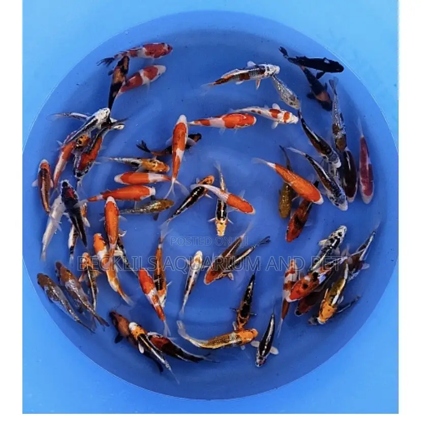 Multi Colored Koi’S