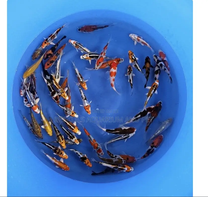 Multi Colored Koi’S