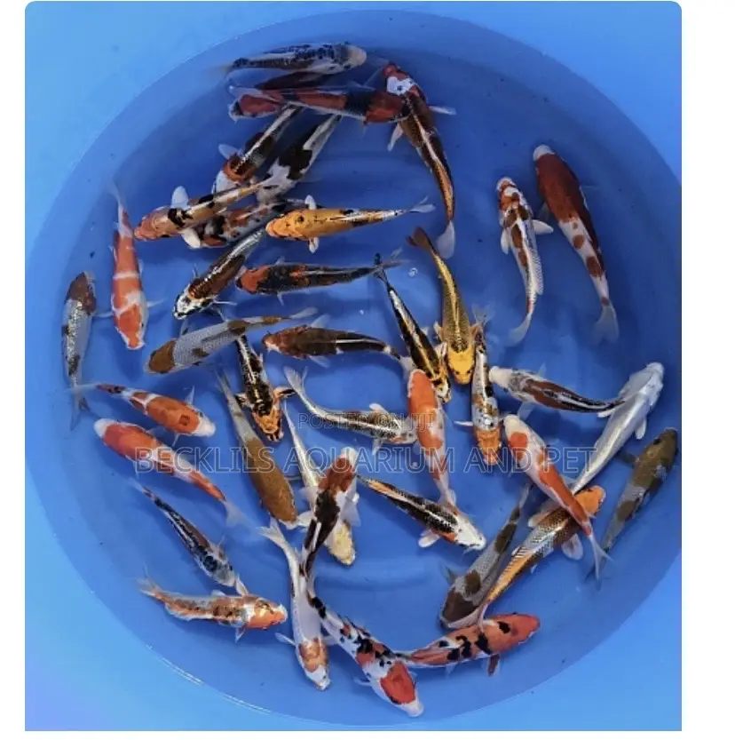 Multi Colored Koi’S
