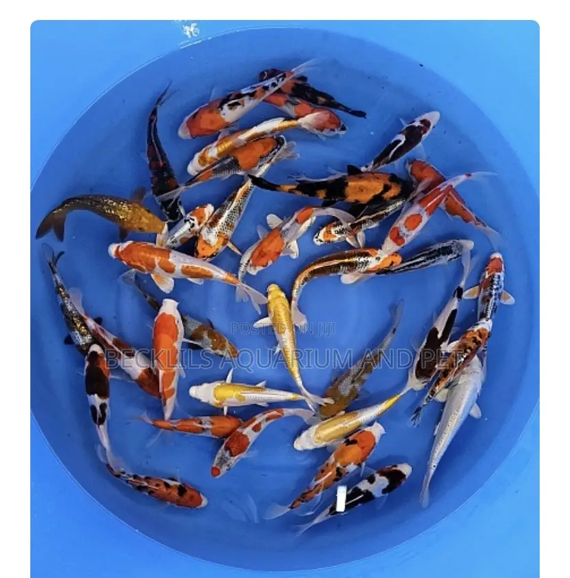 Multi Colored Koi’S