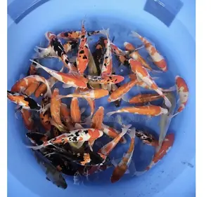 3 Colored Koi’S