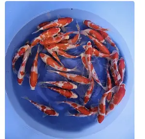 3 Colored Koi’S