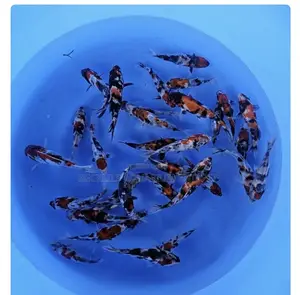 3 Colored Koi’S