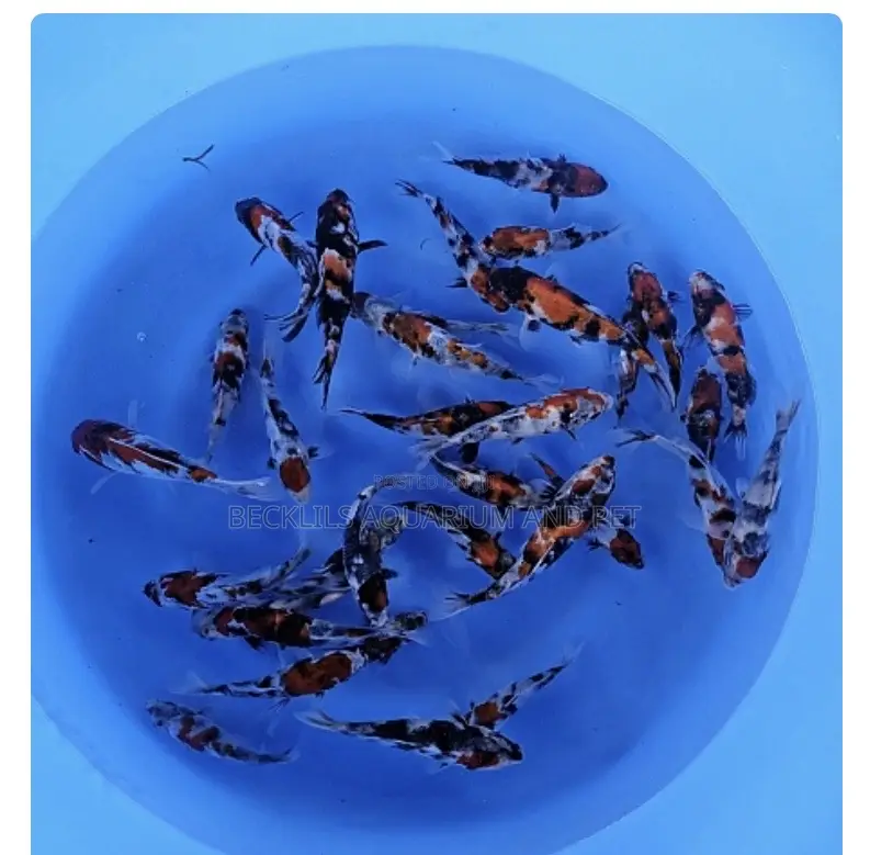 3 Colored Koi’S