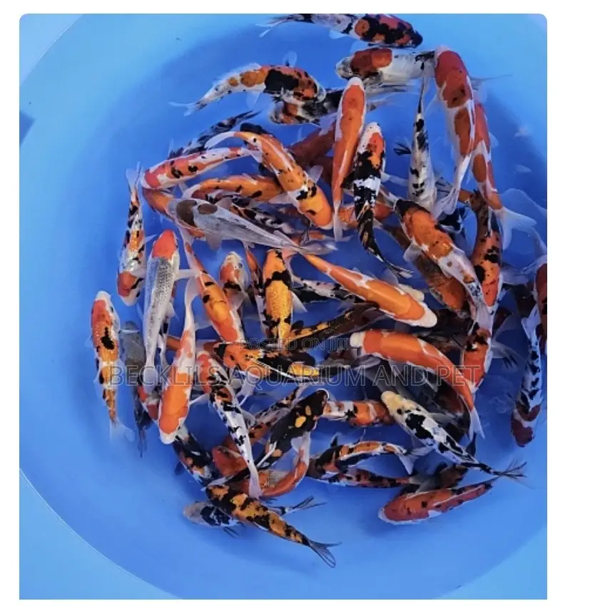 3 Colored Koi’S