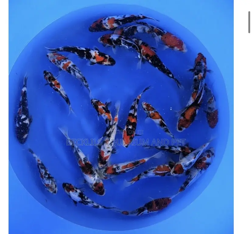 3 Colored Koi’S