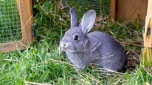 Rabbits -( Local Crossbred With Lion Heads )