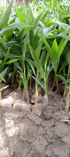 Quality Malaysian N Malayan Dwarf N Hybrid Coconut Seedlings