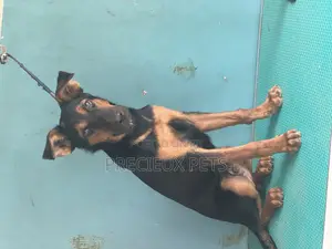 1-3 months Male Purebred German Shepherd