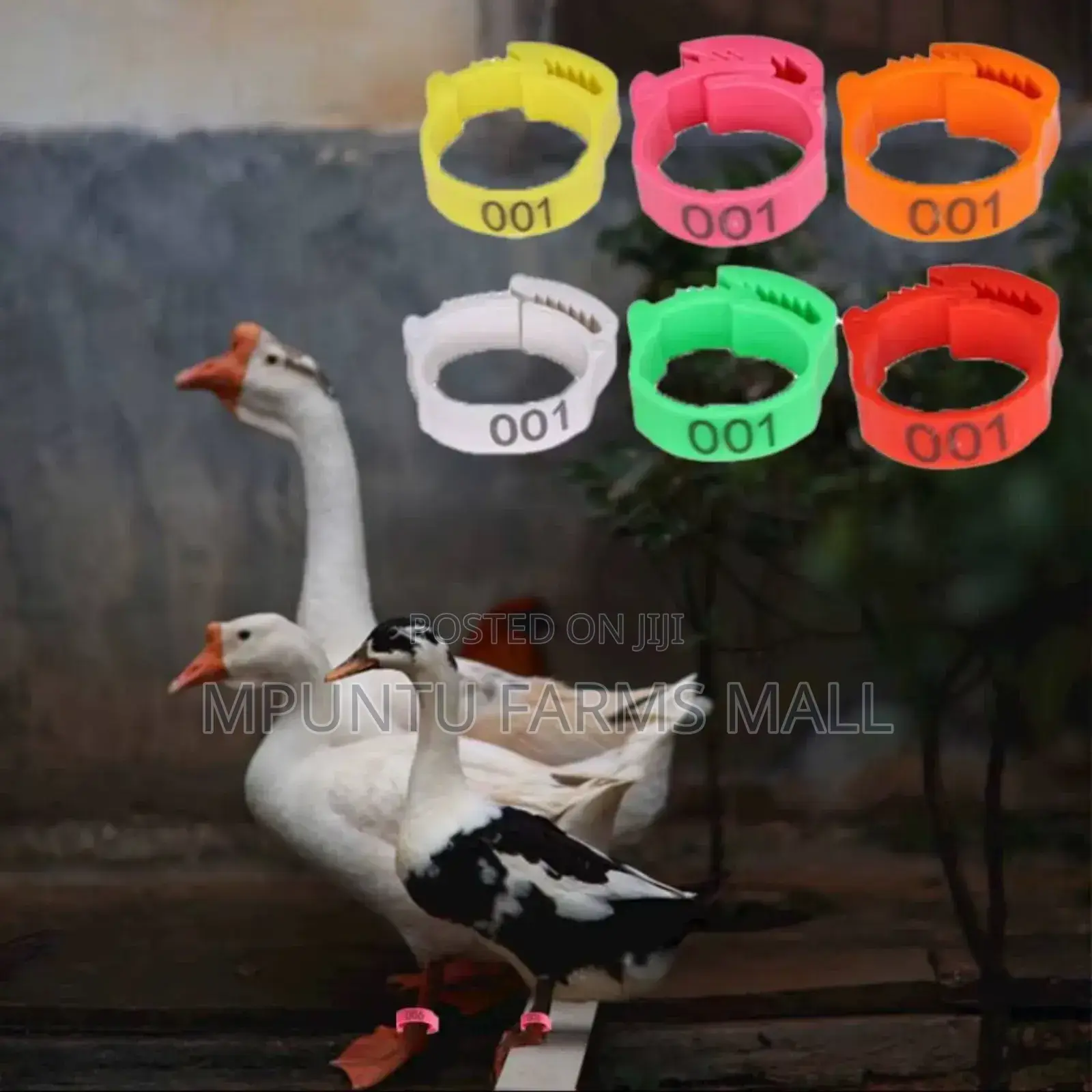 Chicken/Ducks/Geese/Guinea Fowl Tags(Anklet)