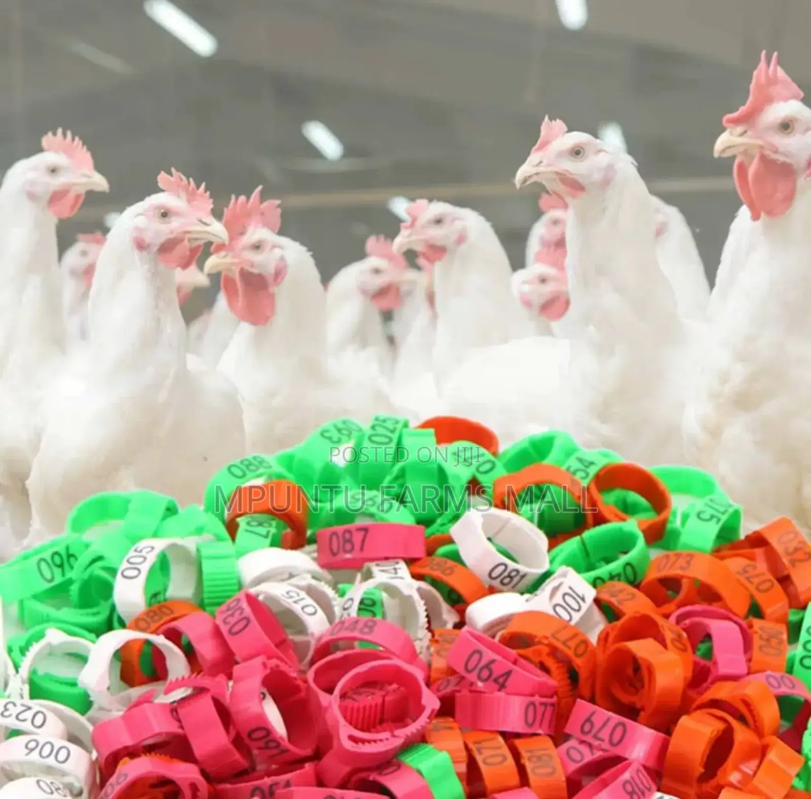 Chicken/Ducks/Geese/Guinea Fowl Tags(Anklet)