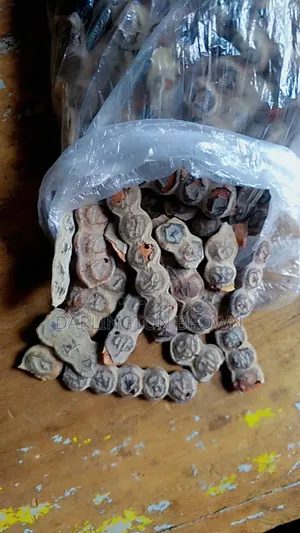 Bagawura / Acacia Seed