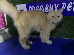 1+ year Female Purebred Persian
