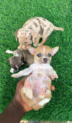 1-3 months Female Purebred Chihuahua