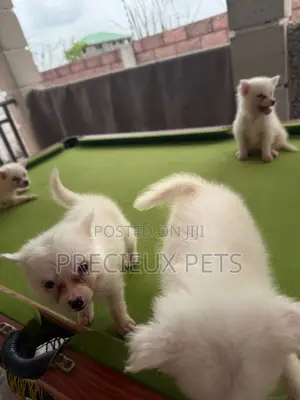 1-3 months Female Purebred Japanese Spitz