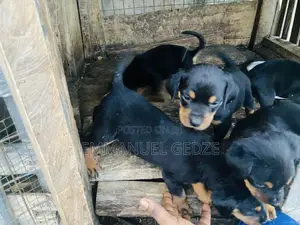 1-3 months Female Purebred Rottweiler