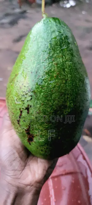 Large Avocados for Sale