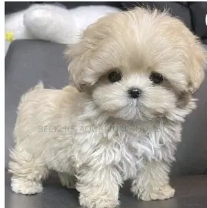 0-1 month Male Purebred Maltese