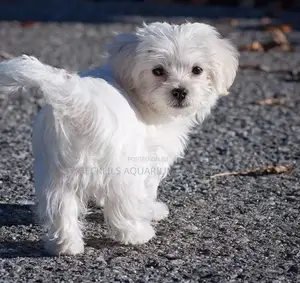 1-3 months Male Mixed Breed Maltese