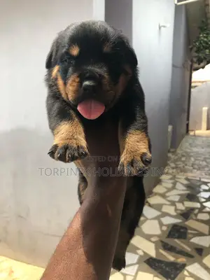 1-3 months Female Purebred Rottweiler