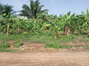 Double Plots of Land for Sale at Nyankyereniase