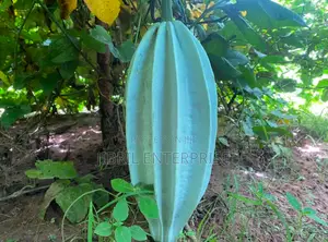 Fluted Pumpkin, Ugu, Telfairia Occidentalis Seeds