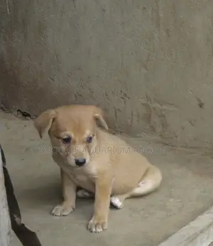 0-1 month Male Purebred Dog