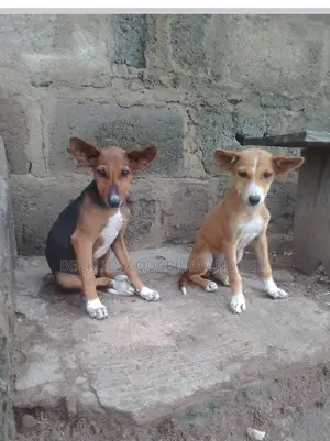 3-6 months Male Purebred Dog