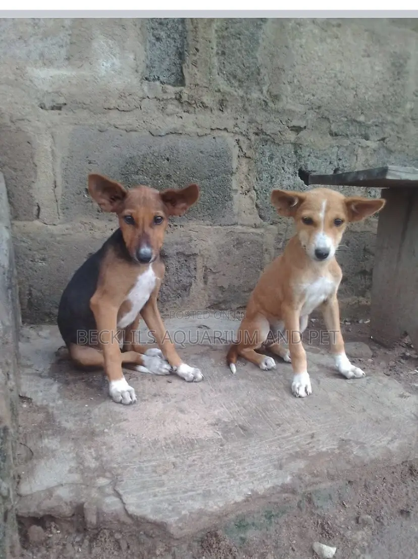 3-6 months Male Purebred Dog