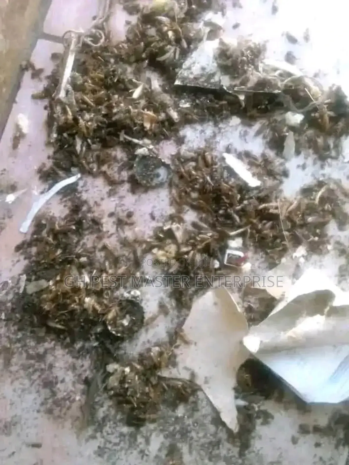 Professional Fumigation and Pests Control Service
