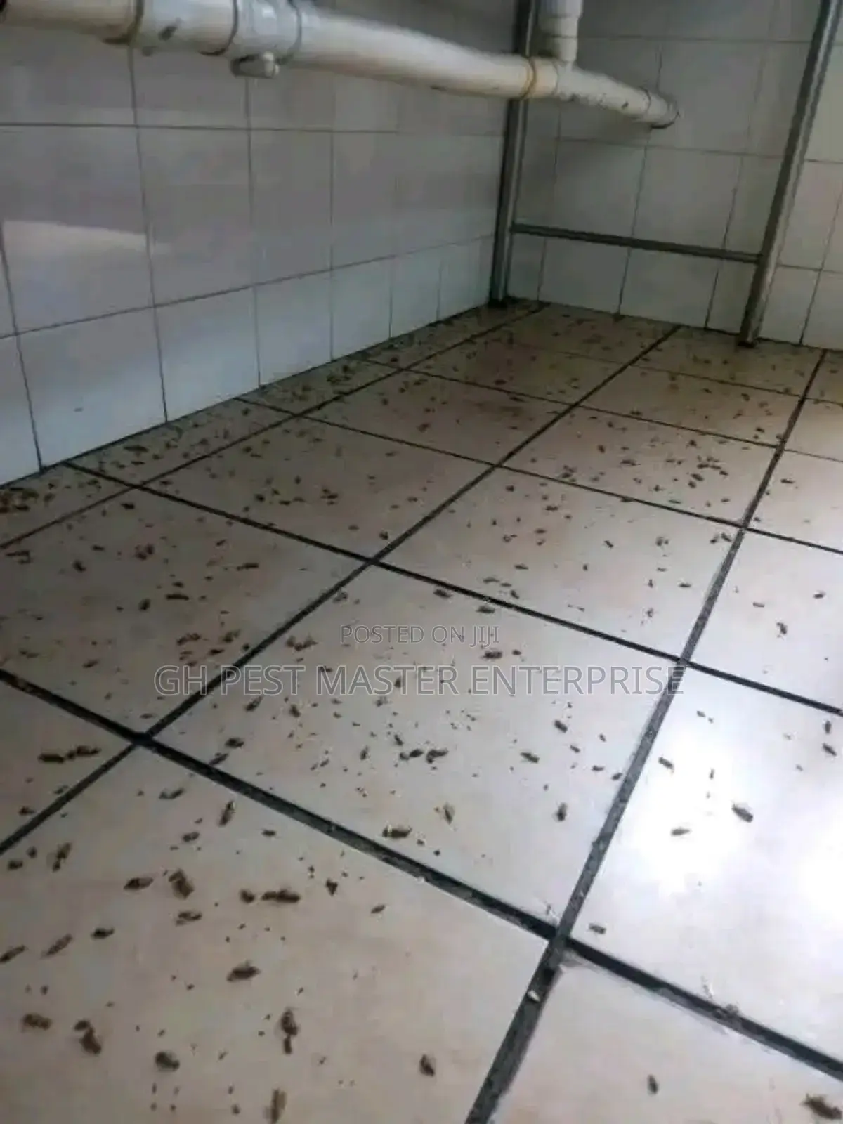 Professional Fumigation and Pests Control Service