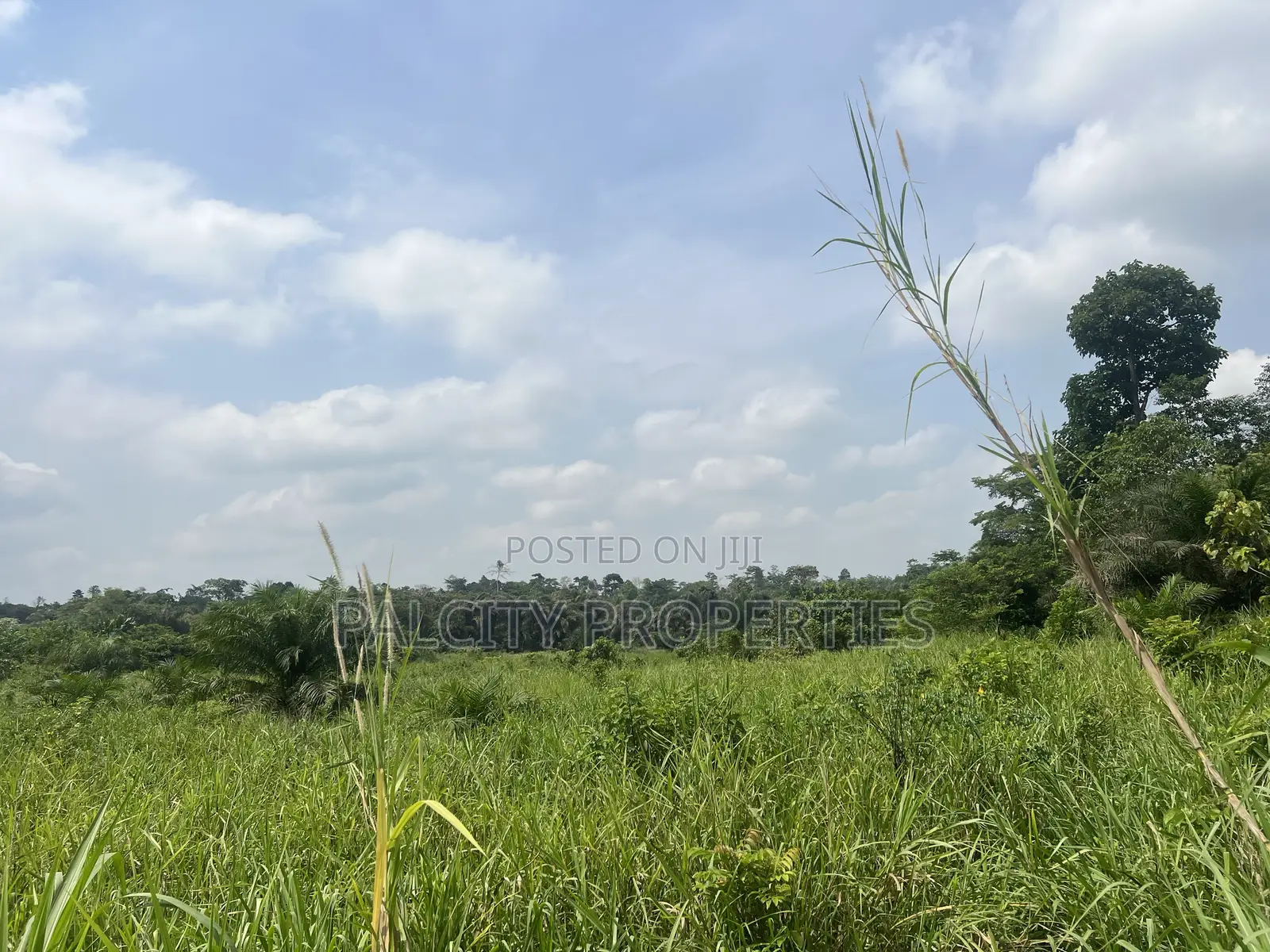 100 Acres of Farm Land for Sale in Effiduase Area