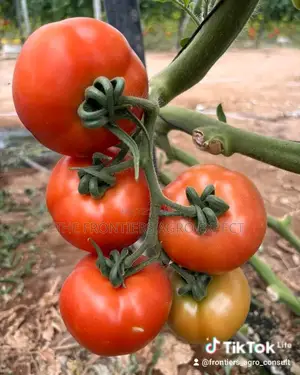 Greenhouse for Vegetables