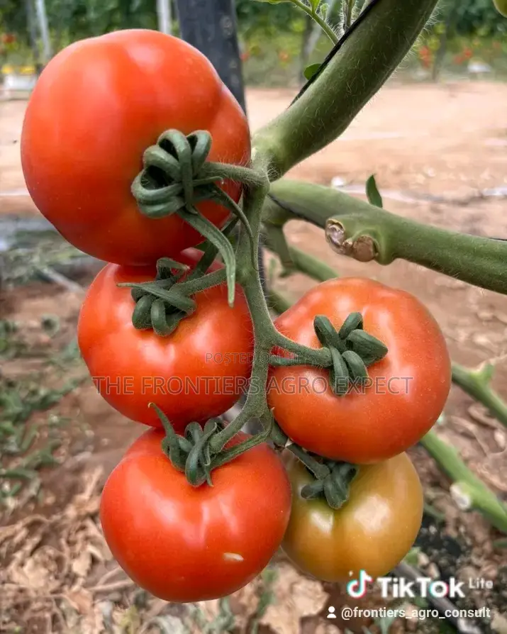 Greenhouse for Vegetables