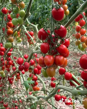Greenhouse for Vegetables