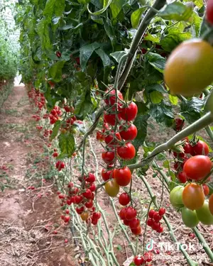 Greenhouse for Vegetables