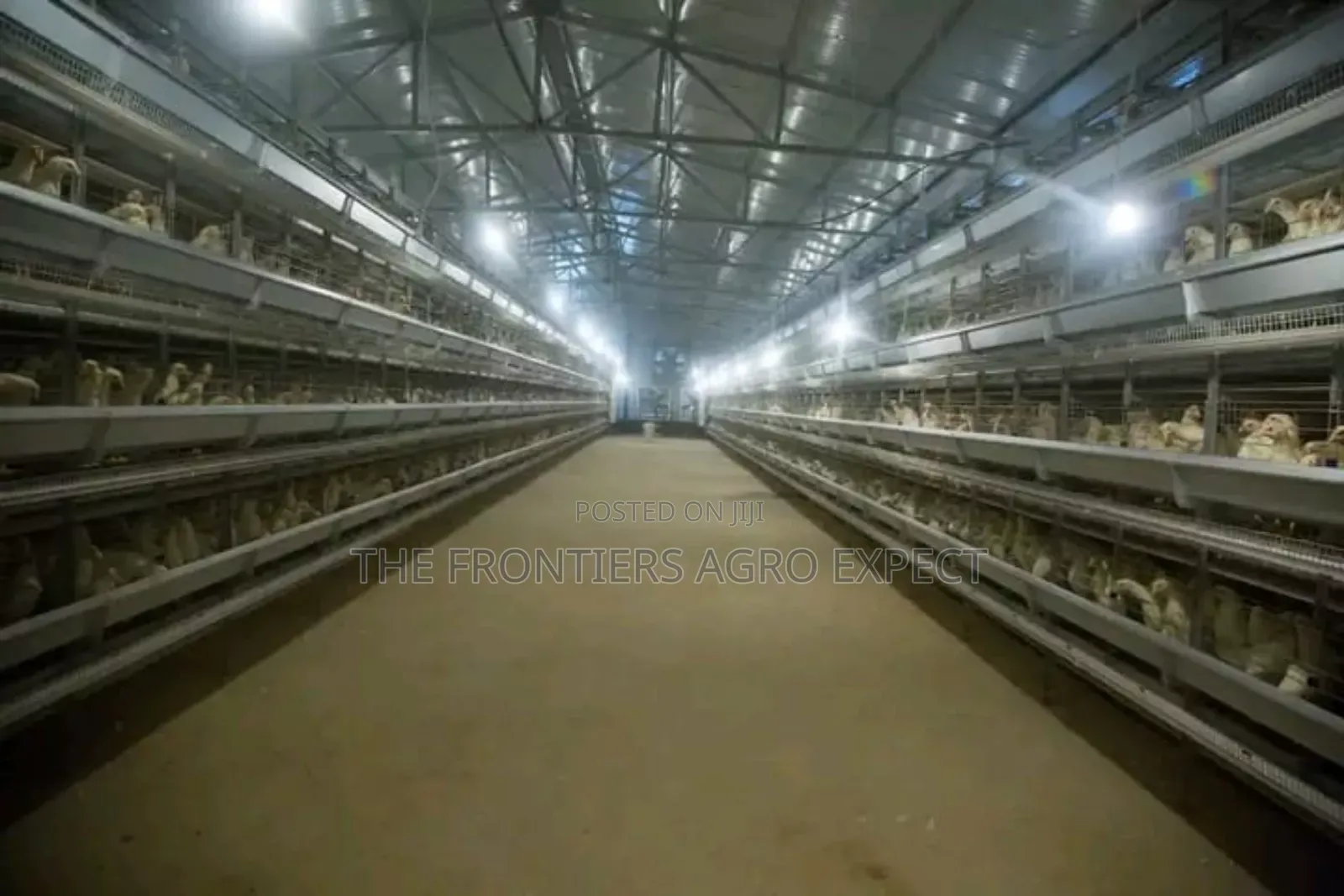 Galvanized Chicken Structures With Battery Cage System