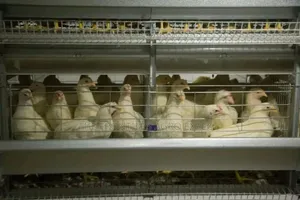 Galvanized Chicken Structures With Battery Cage System
