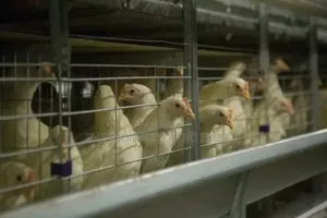 Galvanized Chicken Structures With Battery Cage System