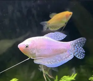 White Gourami Fish