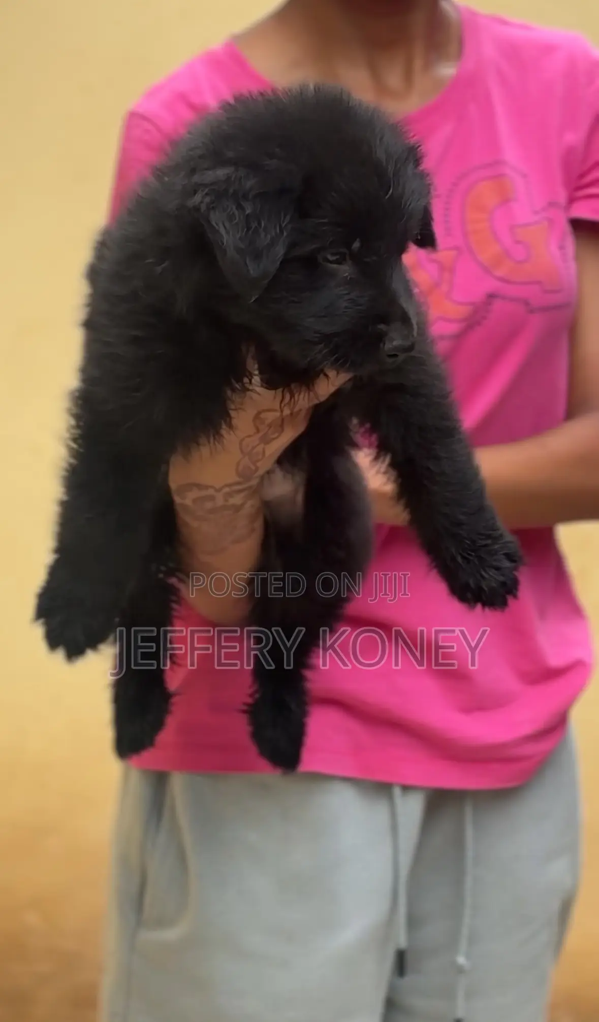 1-3 months Male Purebred German Shepherd