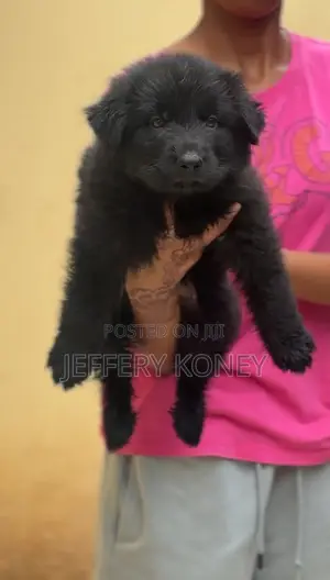 1-3 months Male Purebred German Shepherd