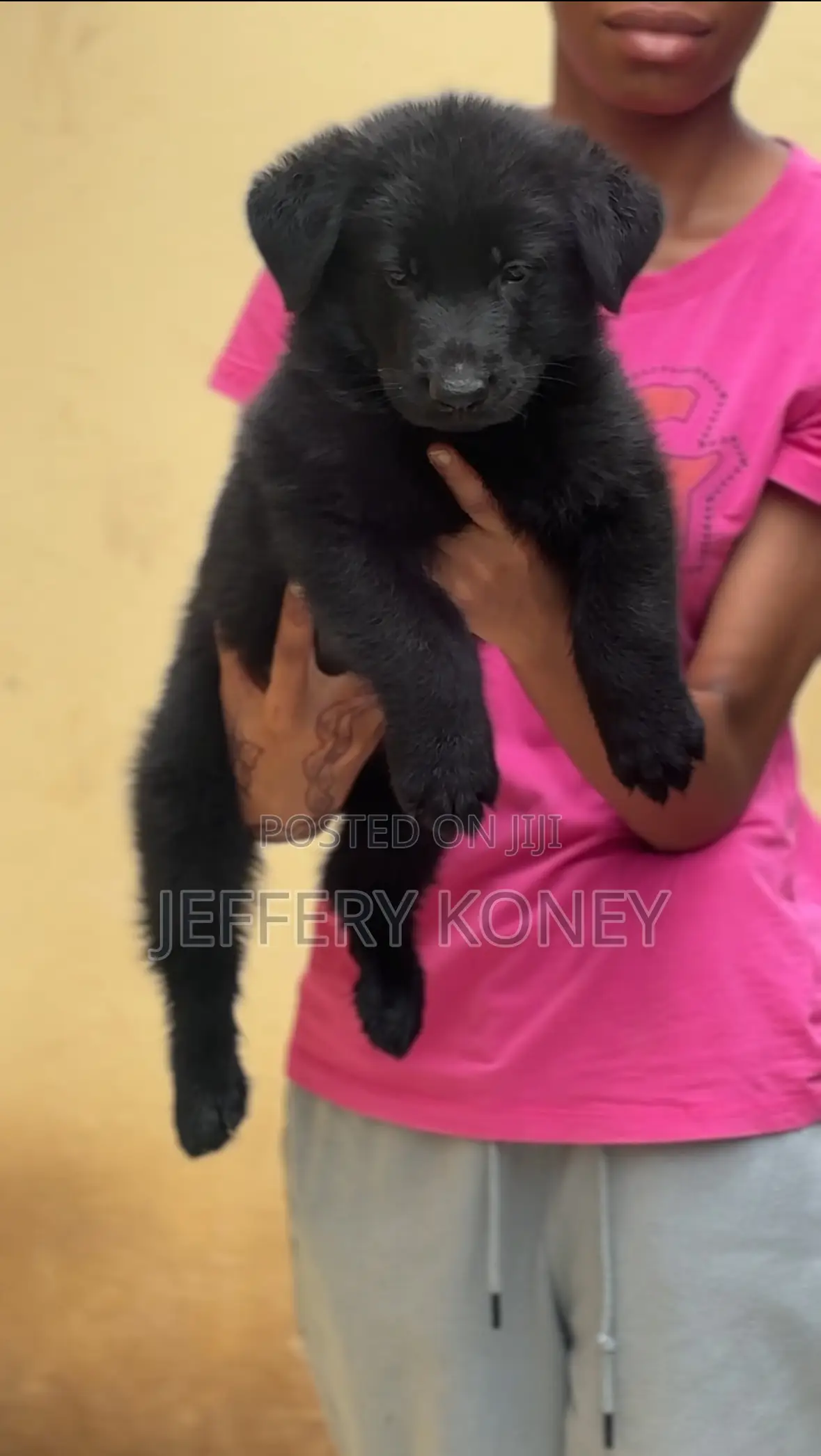 1-3 months Male Purebred German Shepherd