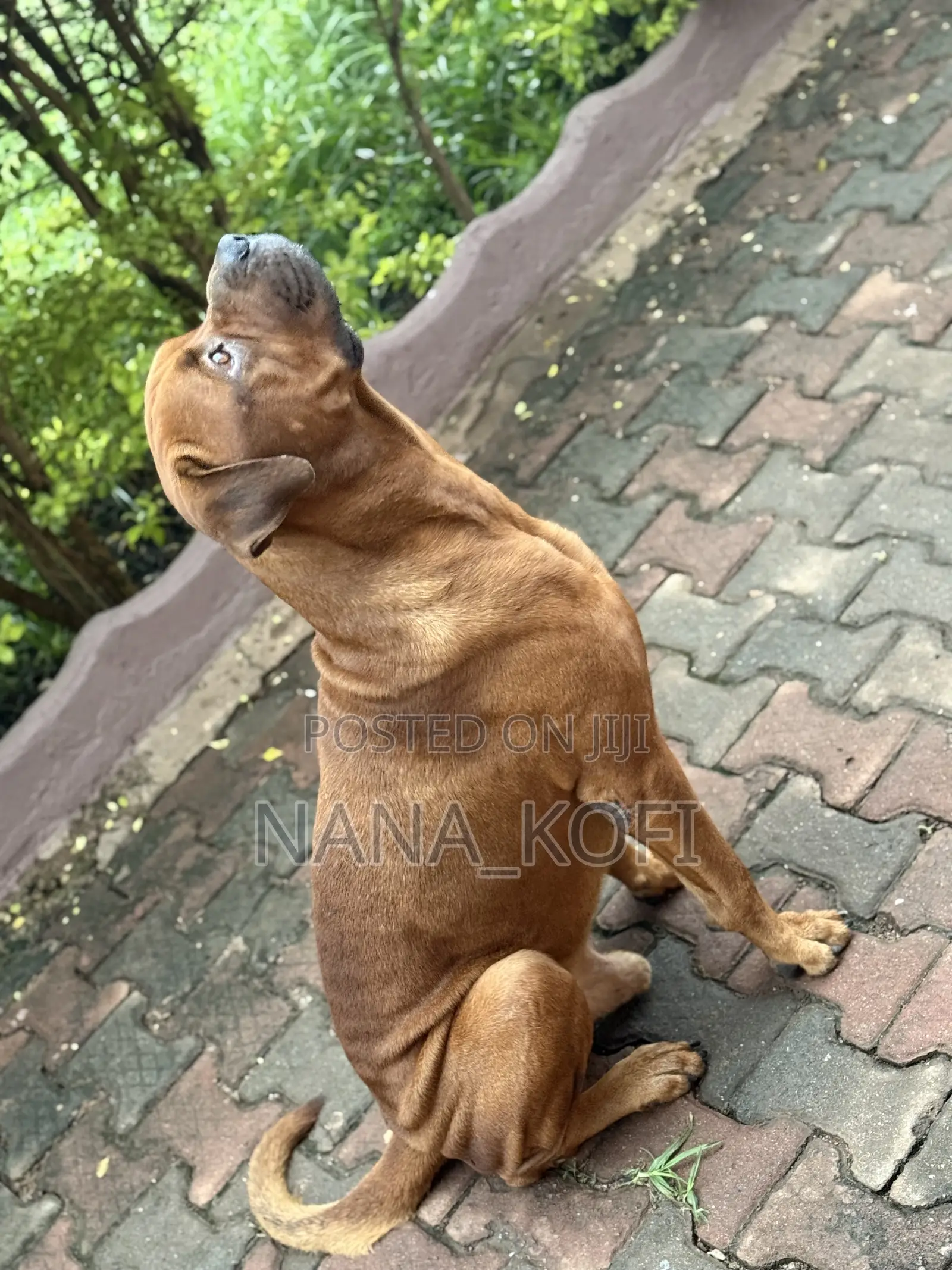 1+ year Male Purebred Boerboel