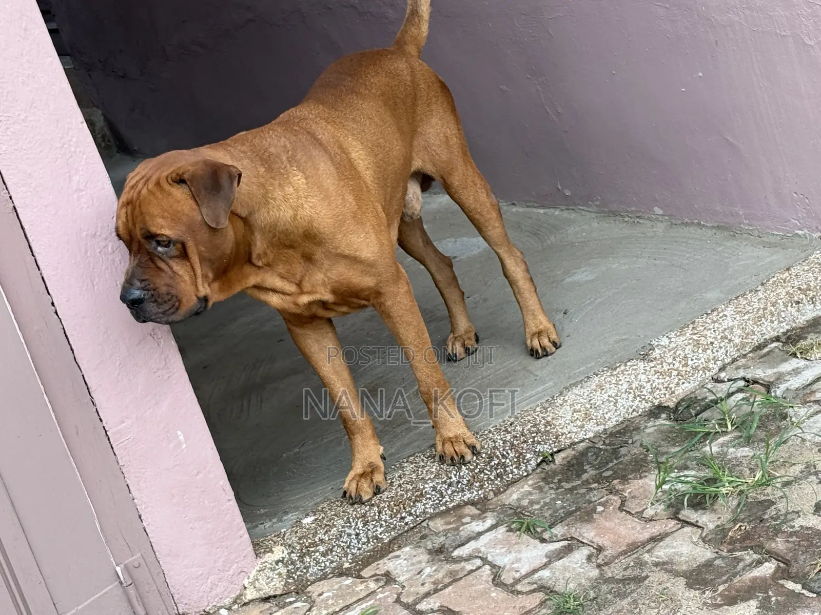 1+ year Male Purebred Boerboel