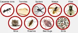 Legon Hills Fumigation Service With Cleantex
