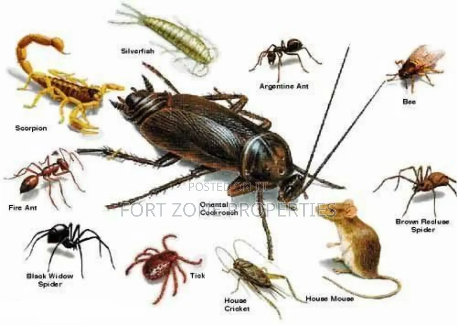 Teshie Fumigation Service With Cleantex