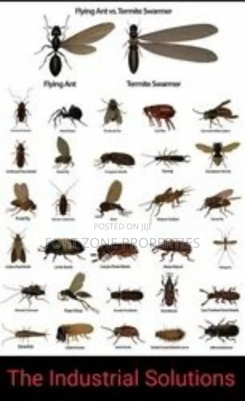 Teshie Fumigation Service With Cleantex