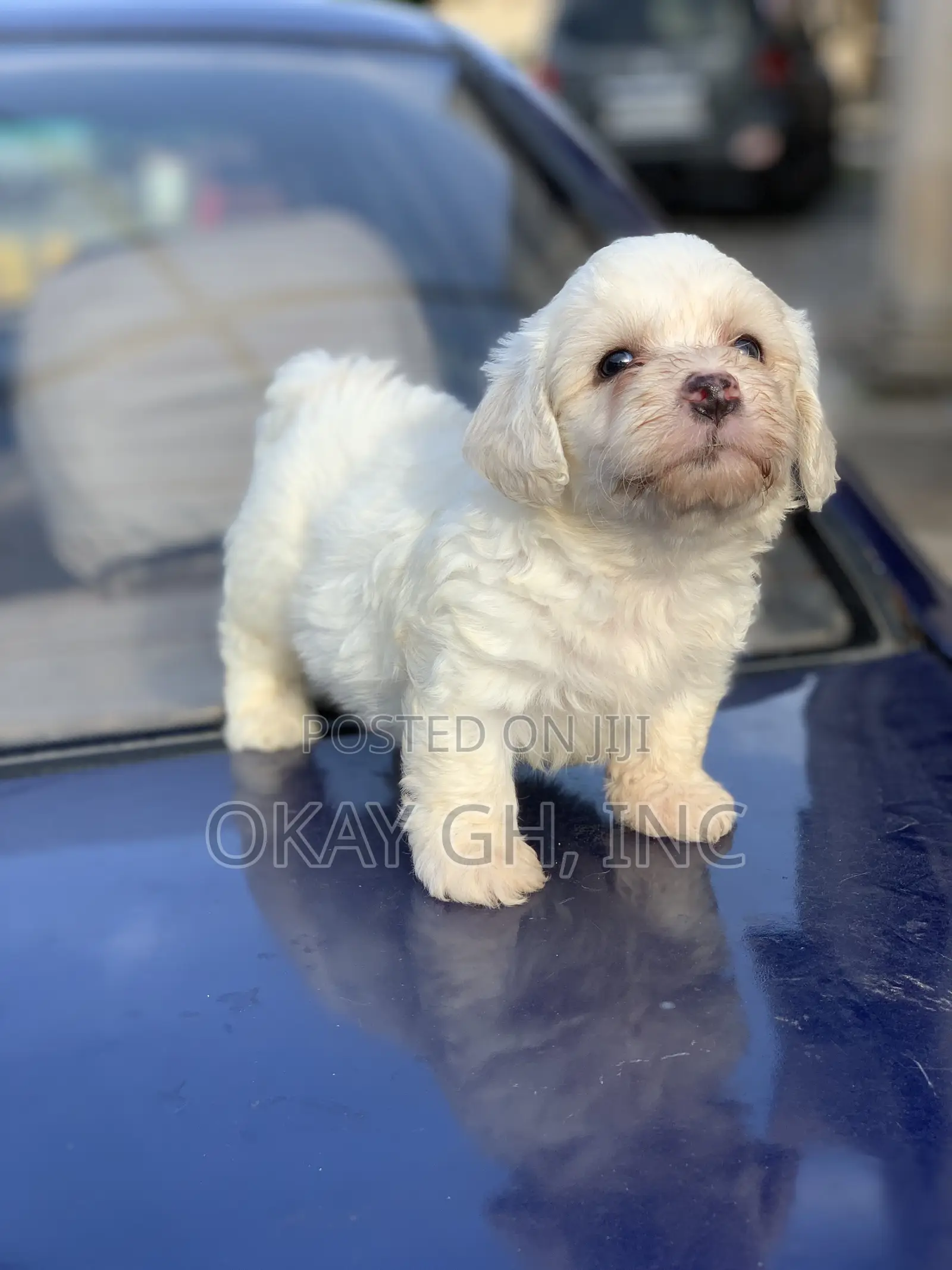 1-3 months Female Purebred Poodle