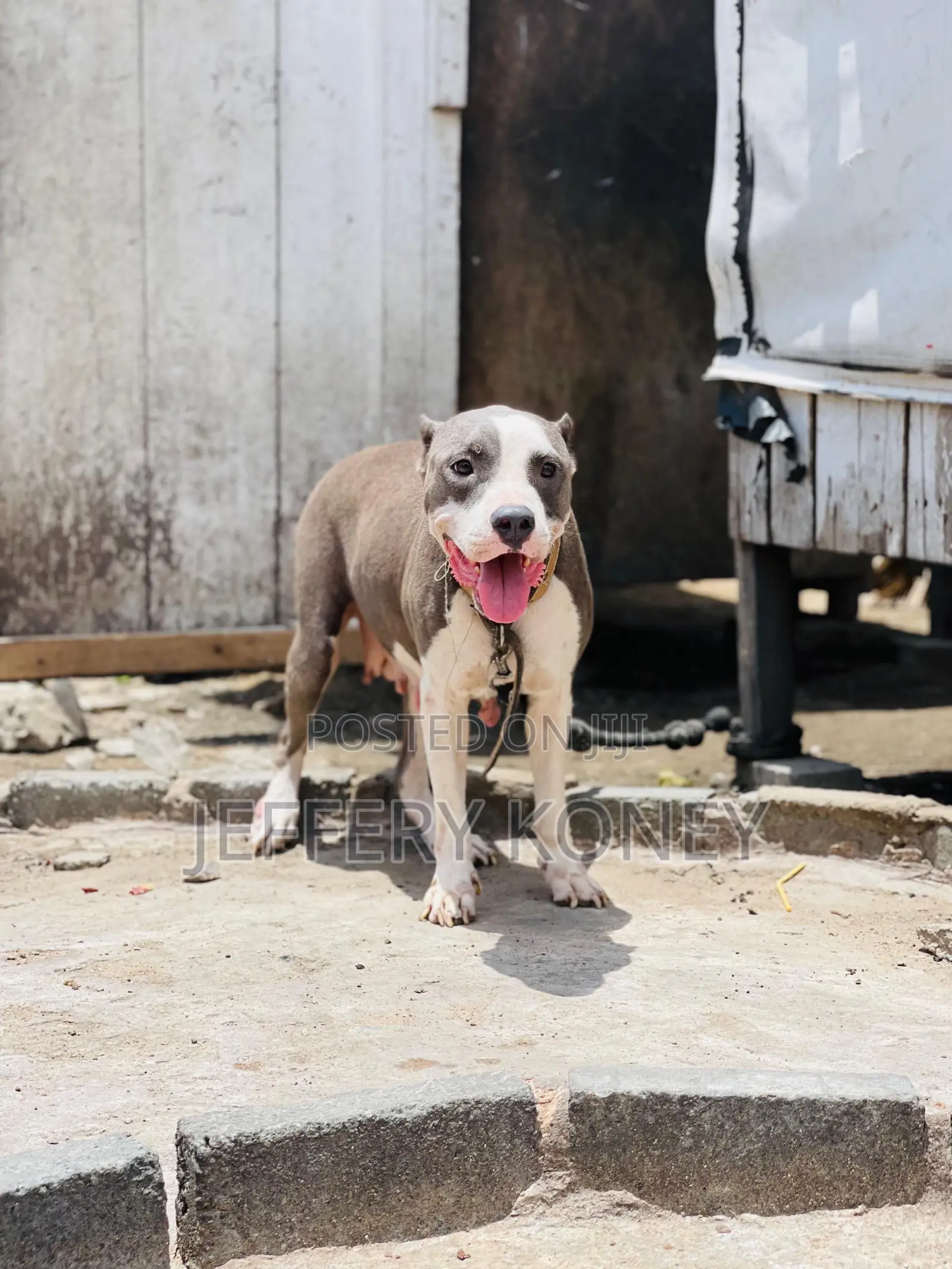 1+ year Female Purebred American Pit Bull Terrier
